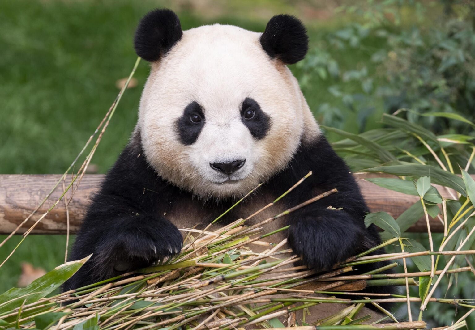 Chi è la lady Fu Bao: curiosità, genitori, condizioni di salute