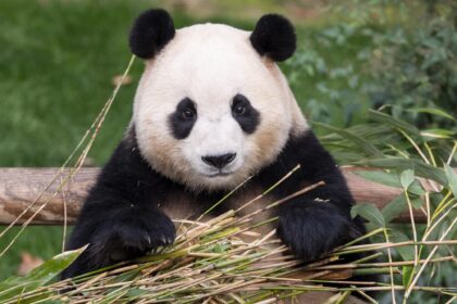 Chi è la lady Fu Bao: curiosità, genitori, condizioni di salute
