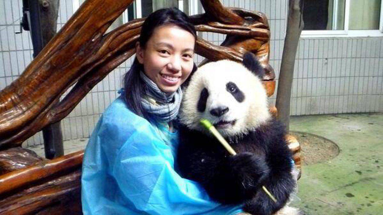 Ecco perché non si può più stringere il panda gigante