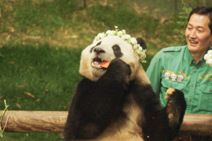 Spettacoli e documentari sul panda gigante: le produzioni cinematografiche