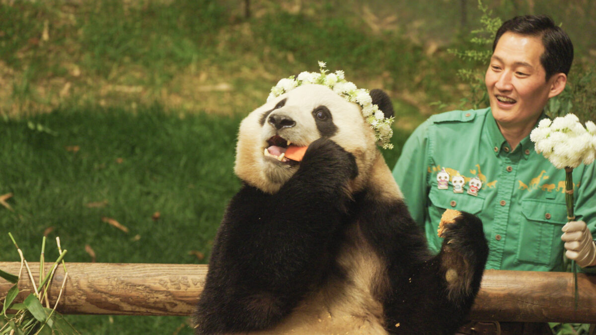 Spettacoli e documentari sul panda gigante: le produzioni cinematografiche