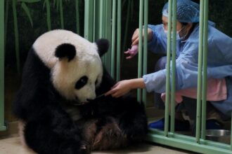 I sorveglianti dei panda giganti più illustri al mondo: perché sono importanti