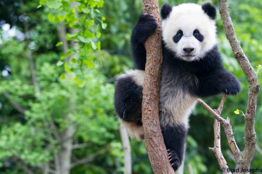 Lo charme irresistibile del panda gigante: un'analisi della sua bellezza