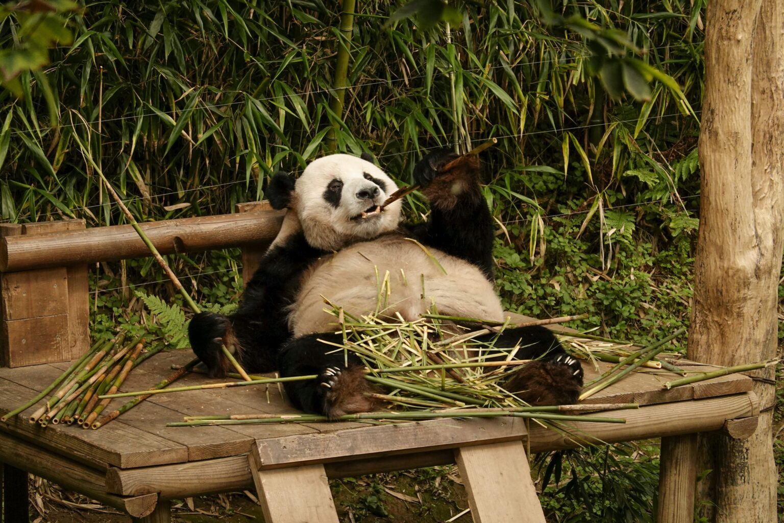 L'alimentazione del panda gigante: ecco cosa mangiano e perché