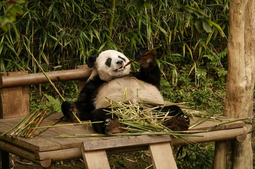 L'alimentazione del panda gigante: ecco cosa mangiano e perché