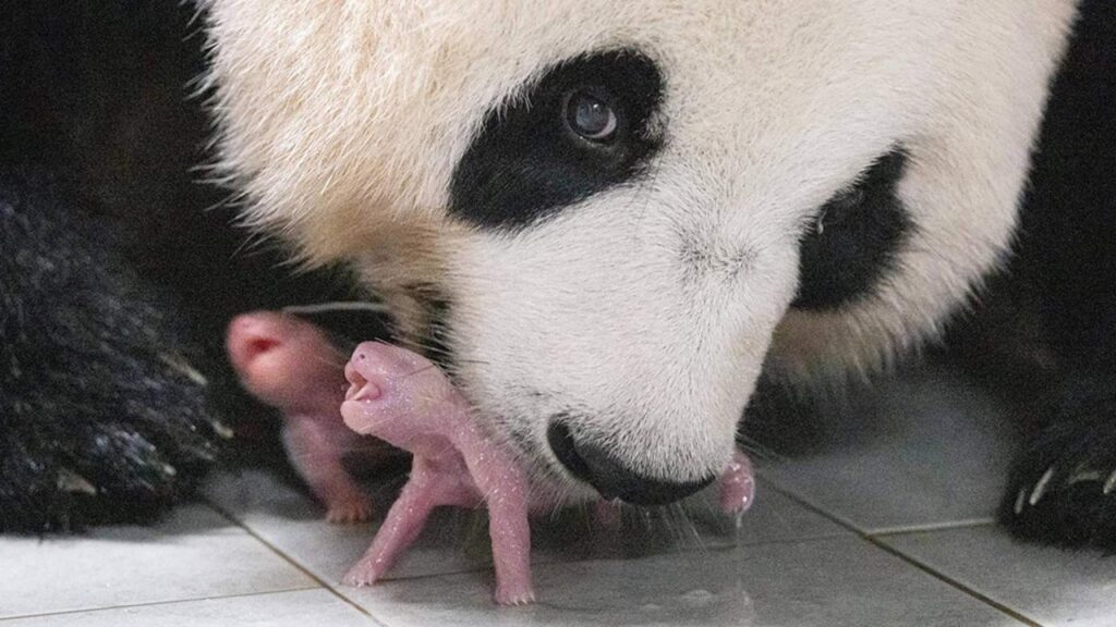 Il parto dei cuccioli di panda gigante