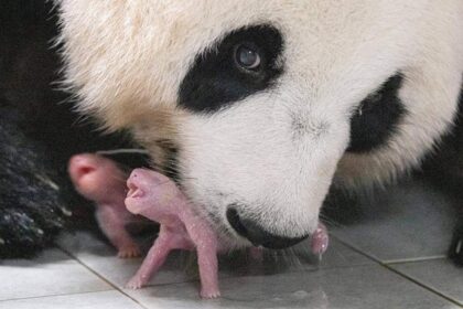 Il parto dei cuccioli di panda gigante