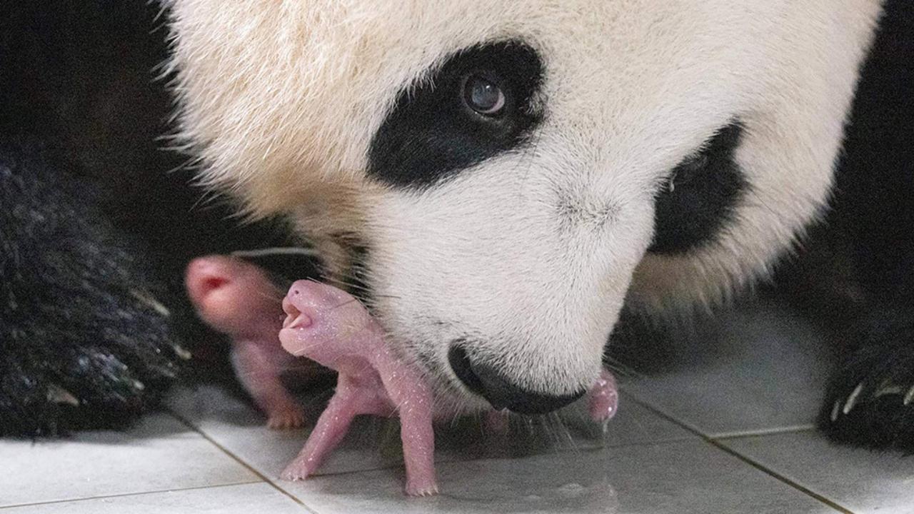 Il parto dei cuccioli di panda gigante