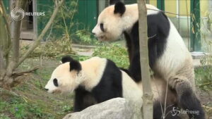 La generazione del panda gigante