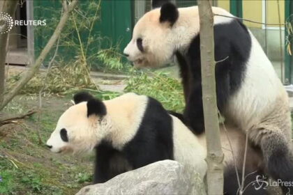 La generazione del panda gigante