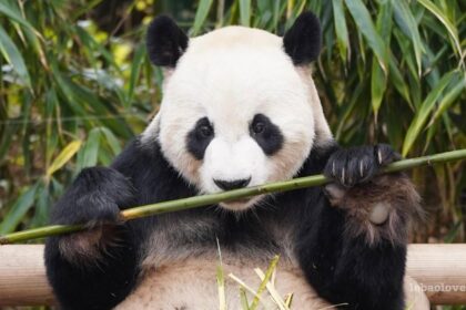 Le Bao, "Dancing King", il panda apparentemente burbero: le curiosità