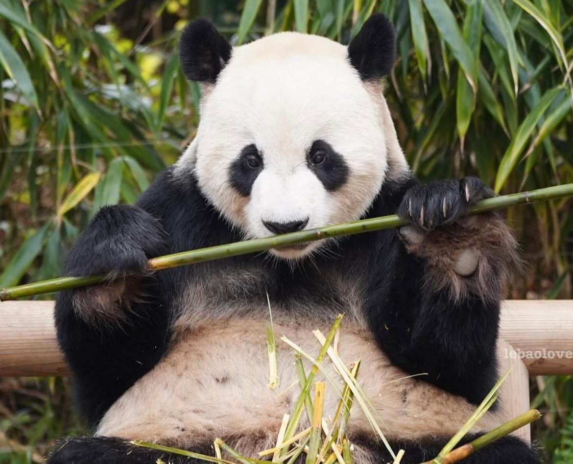 Le Bao, "Dancing King", il panda apparentemente burbero: le curiosità