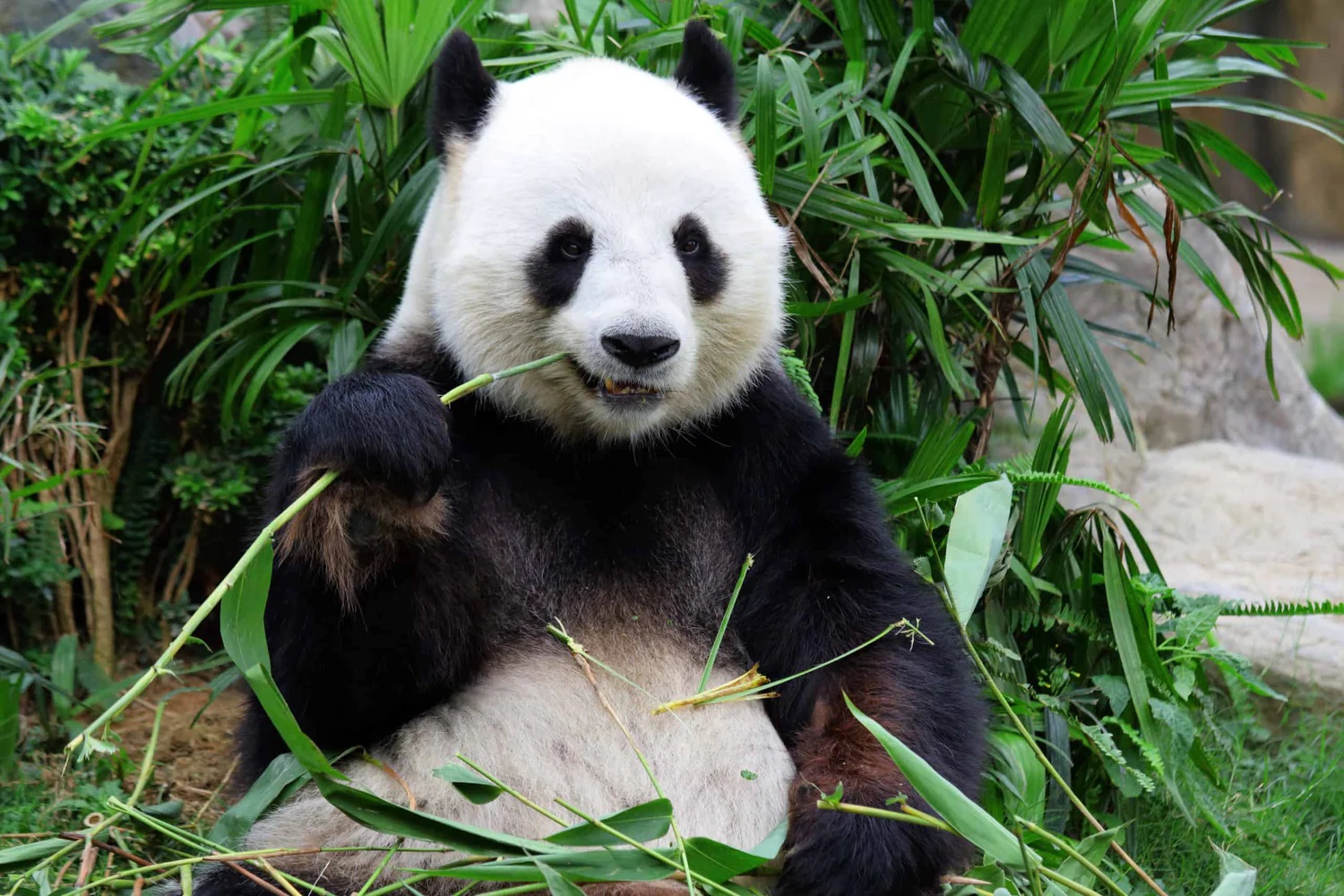 Le discendenze del panda gigante: le origini e la scoperta del primo cranio