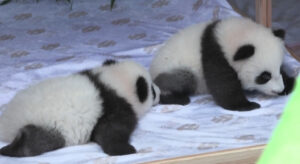 Meng Hao e Meng Tian: le due pandine gemelle panda Zoo di Berlino