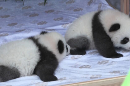 Meng Hao e Meng Tian: le due pandine gemelle panda Zoo di Berlino