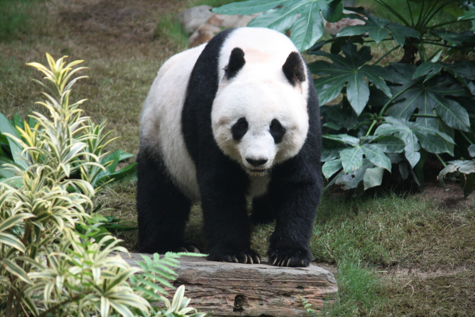 Perché il panda gigante è una specie a rischio estinzione?