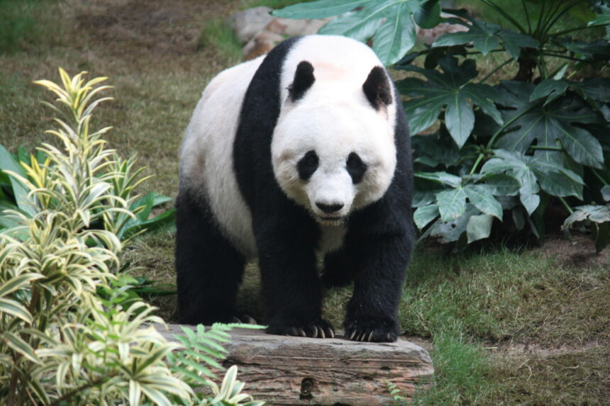 Perché il panda gigante è una specie a rischio estinzione?