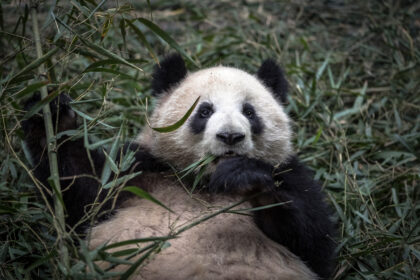 Quanti panda giganti ci sono in cattività?