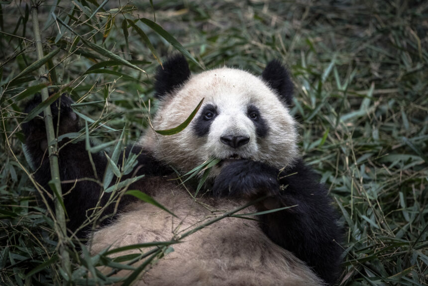 Quanti panda giganti ci sono in cattività?