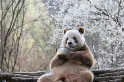 The leader Qizai: la triste vicenda del panda gigante dal manto color cioccolato
