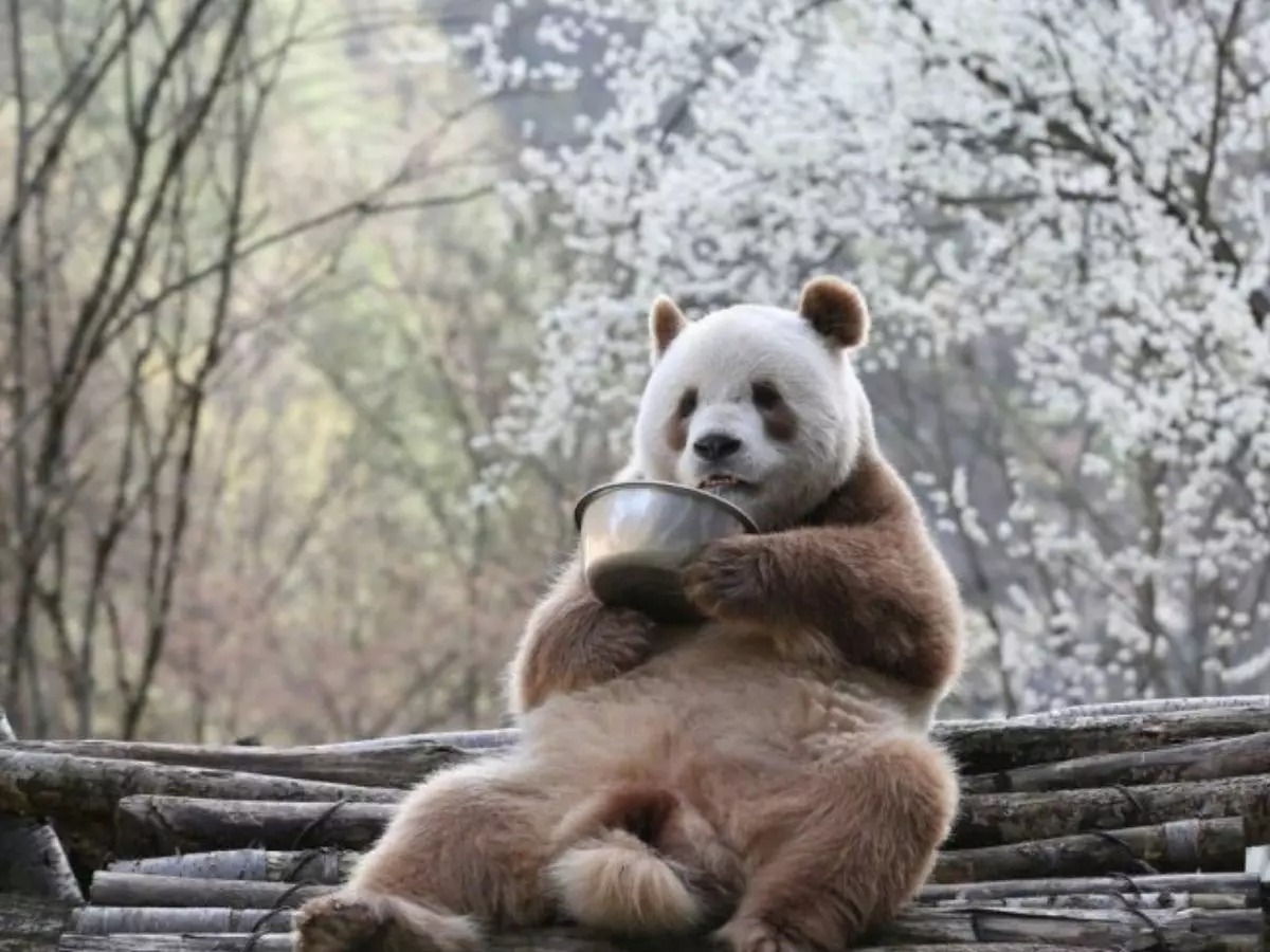 The leader Qizai: la triste vicenda del panda gigante dal manto color cioccolato