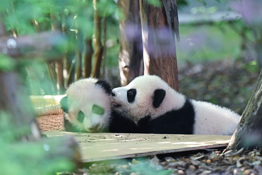 Cuccioli di panda in pubblico nella città dei panda: l'evento
