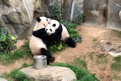 La comunicazione segreta del panda gigante: la comunicazione olfattiva e acustica