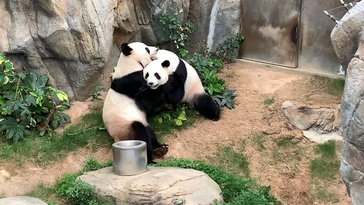 La comunicazione segreta del panda gigante: la comunicazione olfattiva e acustica