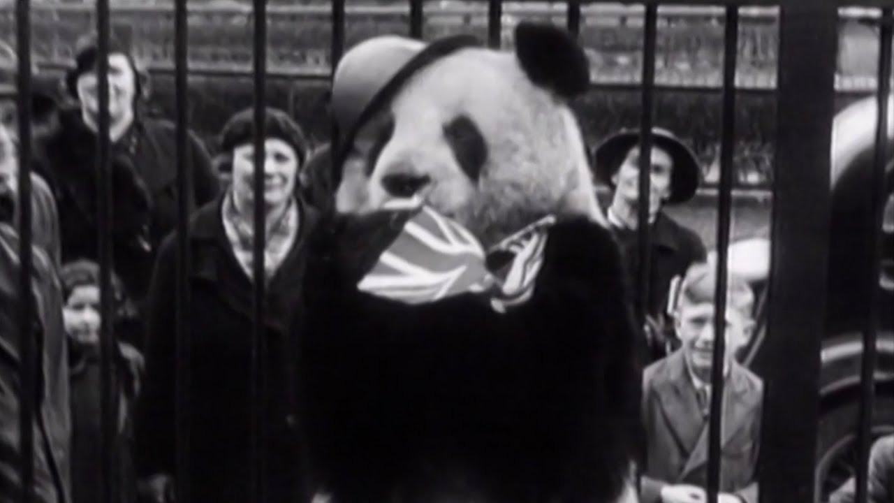Il ritorno del panda gigante Ming: la fiaba vera che insegna resilienza ai bambini