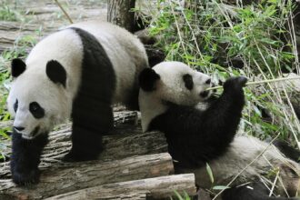 La coppia di panda di Beauval tornano in Cina: motivi sanitari e diplomazia in primo piano