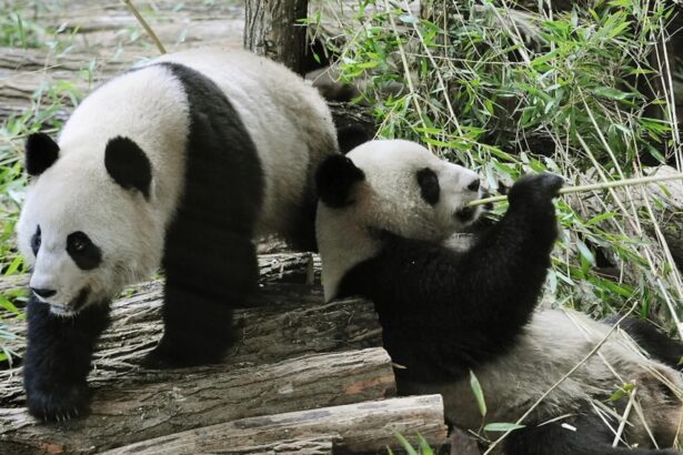 La coppia di panda di Beauval tornano in Cina: motivi sanitari e diplomazia in primo piano