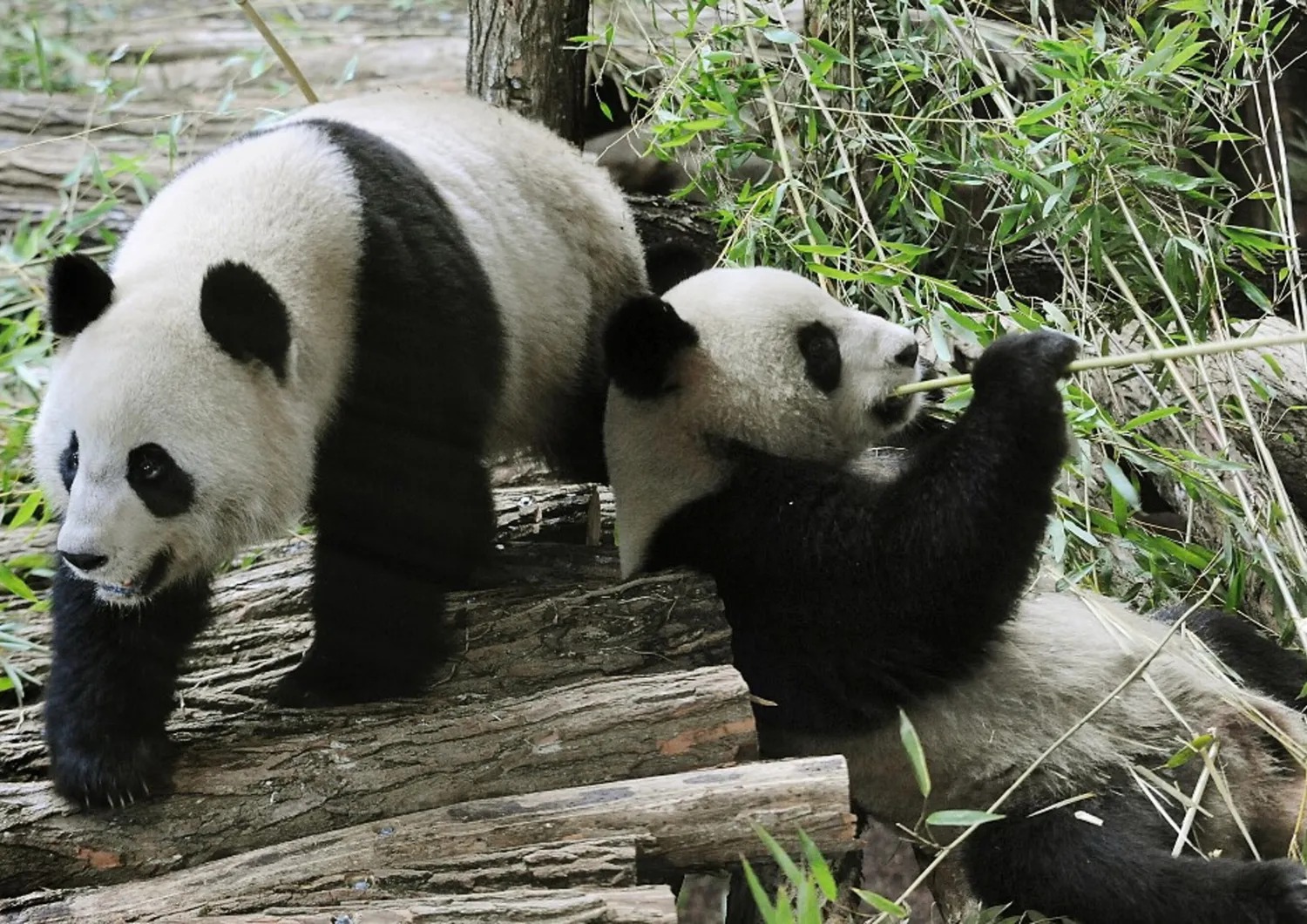La coppia di panda di Beauval tornano in Cina: motivi sanitari e diplomazia in primo piano