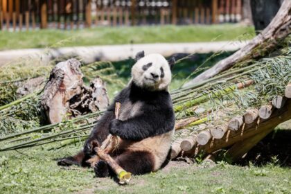 Madrid celebra i 5 anni dei panda giganti Jin Xi e Zhu Yu