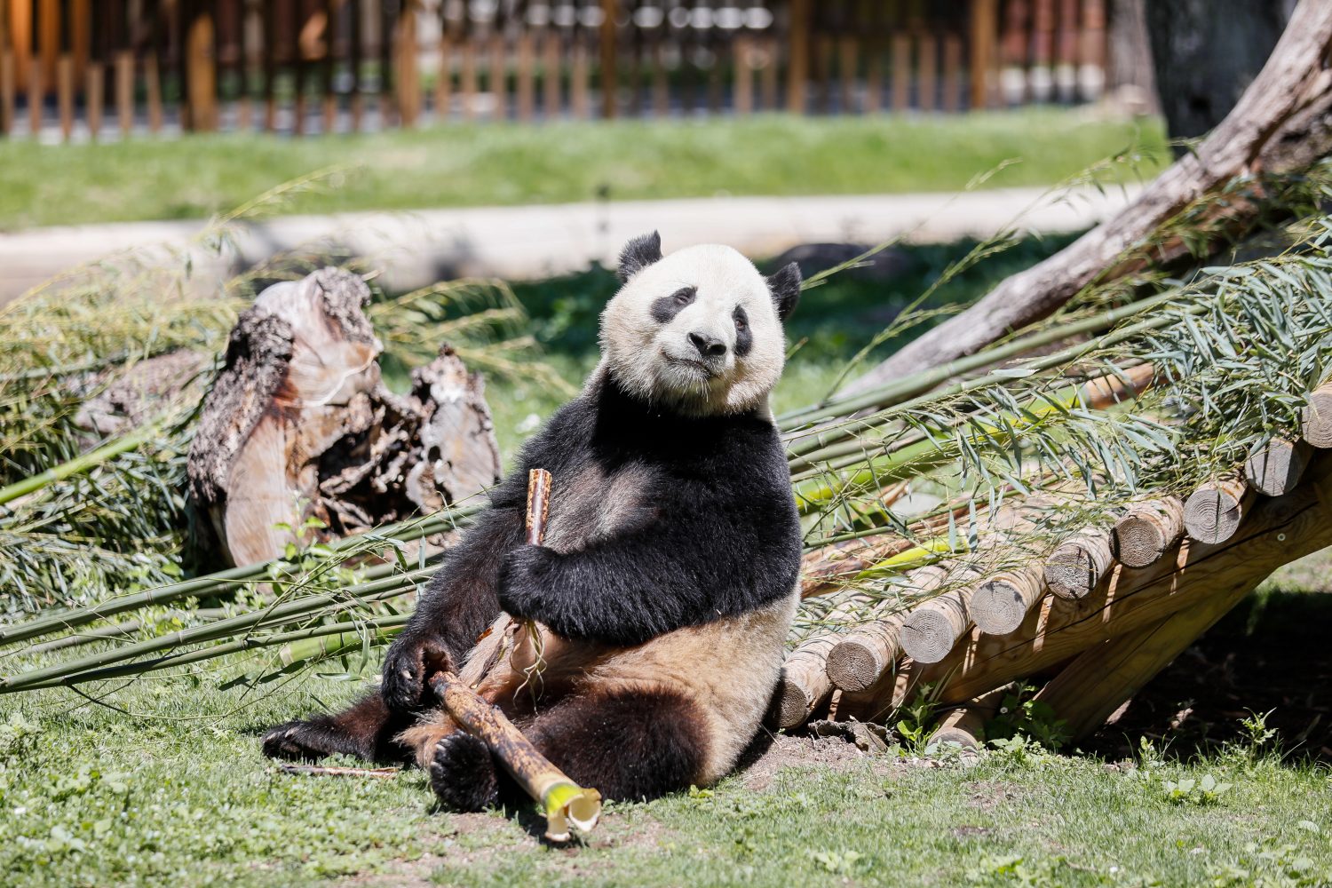 Madrid celebra i 5 anni dei panda giganti Jin Xi e Zhu Yu