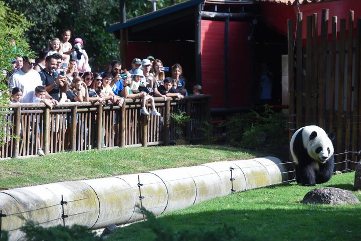 Madrid celebra i 5 anni dei panda giganti Jin Xi e Zhu Yu