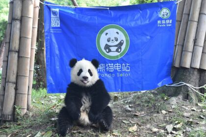 Panda gigante e escursionismo sostenibile: guida ai viaggi responsabili in Cina