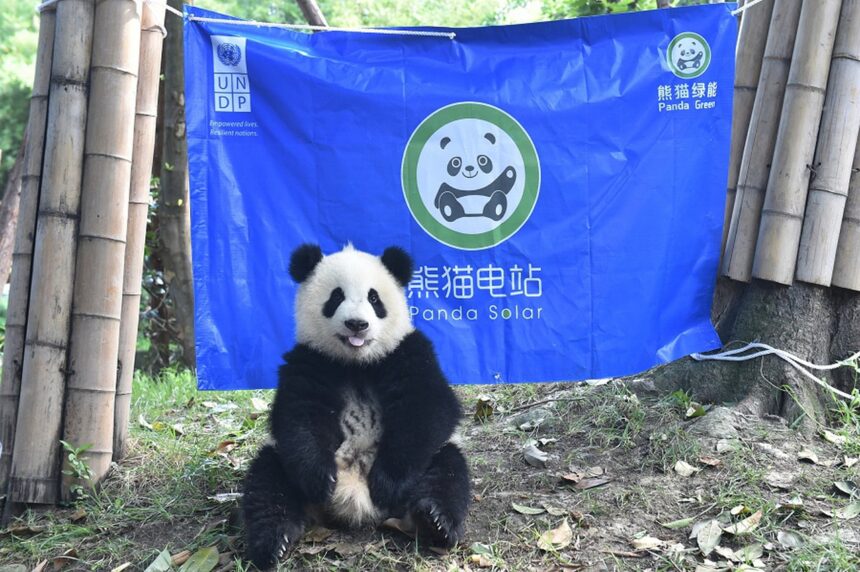 Panda gigante e escursionismo sostenibile: guida ai viaggi responsabili in Cina