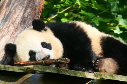 Panda gigante: popolazione in aumento, ma resta a rischio