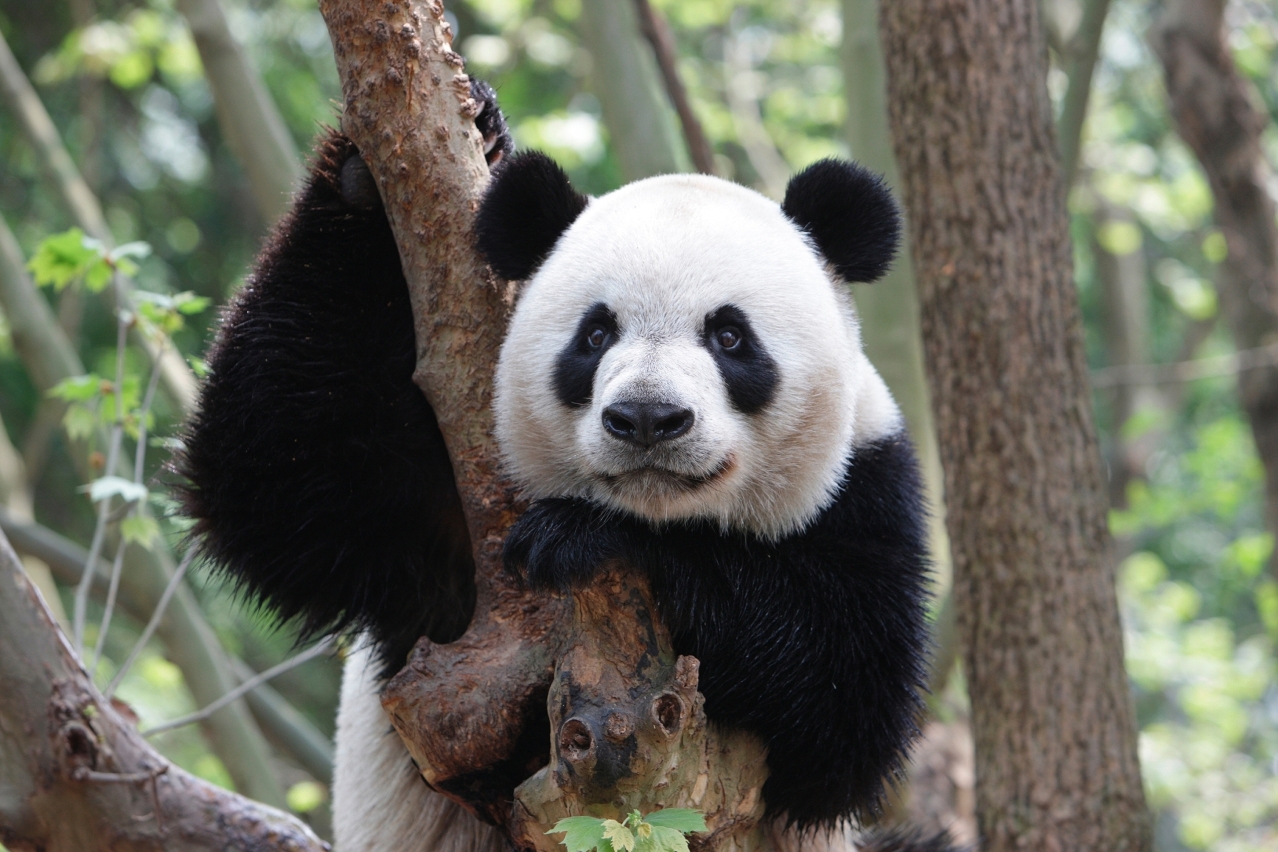 Panda webcam: dove vederli in live streaming