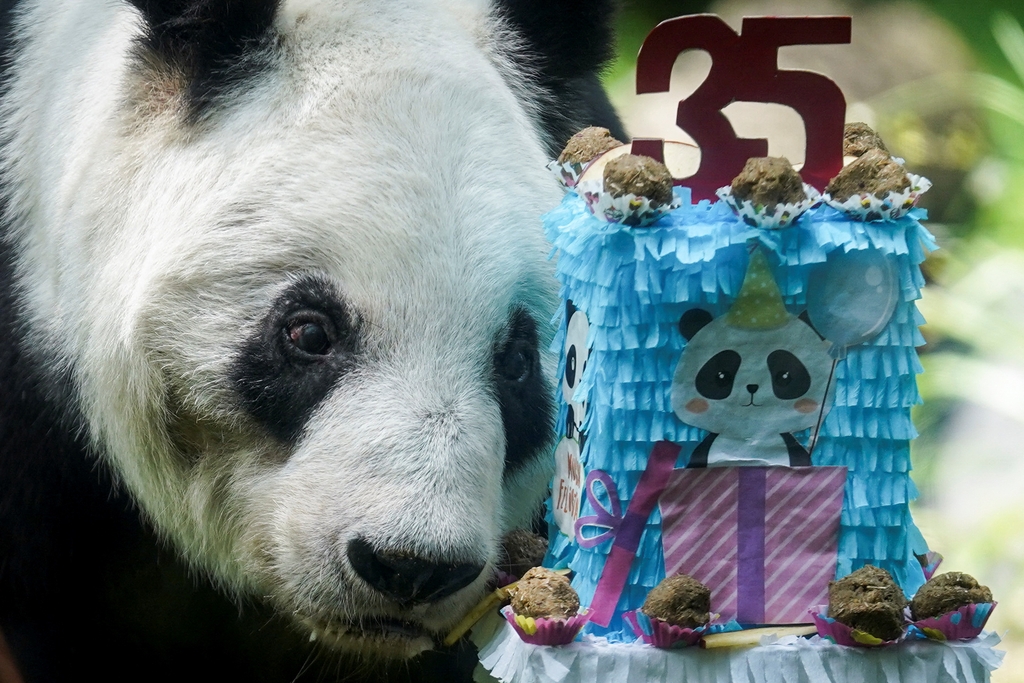 Xin Xin, Il panda gigante più vecchio compie 35 anni
