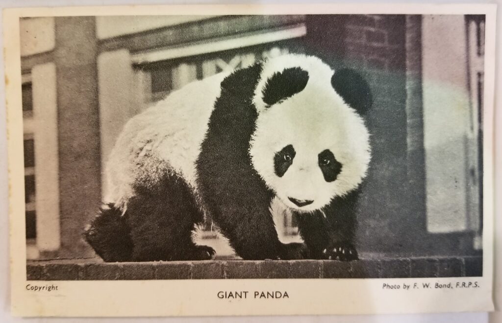 Panda gigante Ming 