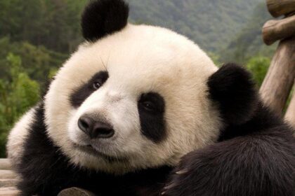 l panda giganti in cattività soffrono di jet leg: ecco perché