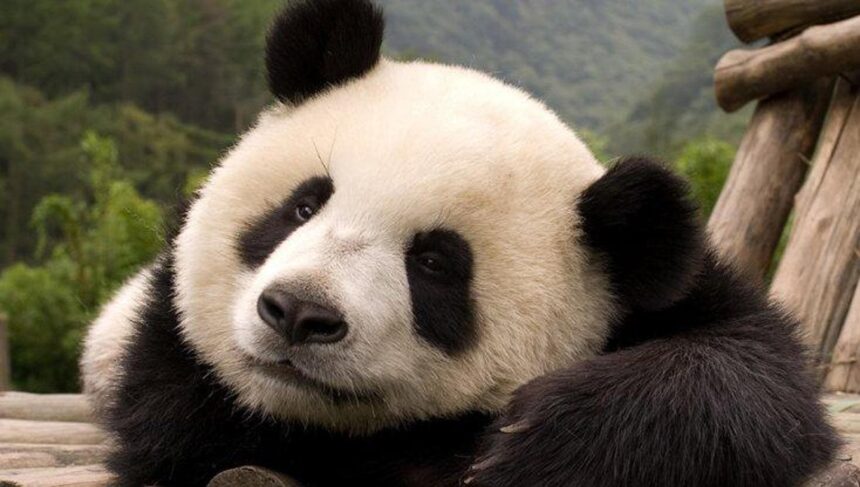 l panda giganti in cattività soffrono di jet leg: ecco perché