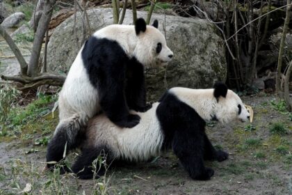 Unione tra panda giganti selvatici: primo video storico a Tangjiahe