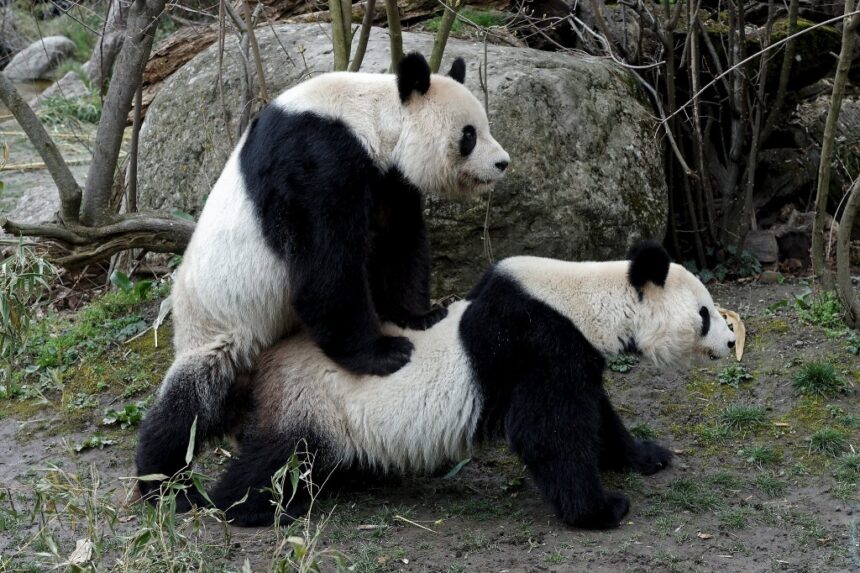 Unione tra panda giganti selvatici: primo video storico a Tangjiahe