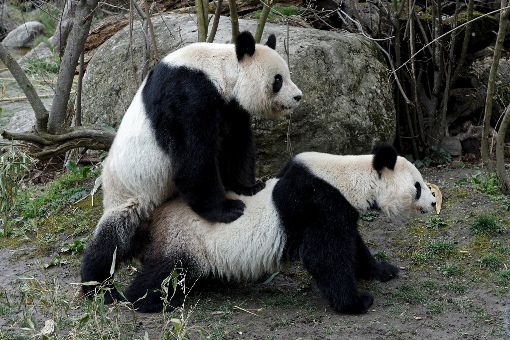 Unione tra panda giganti selvatici: primo video storico a Tangjiahe