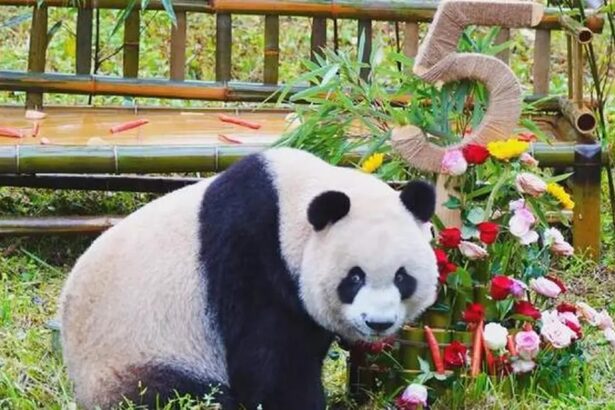 Tanti auguri Qin Hua!