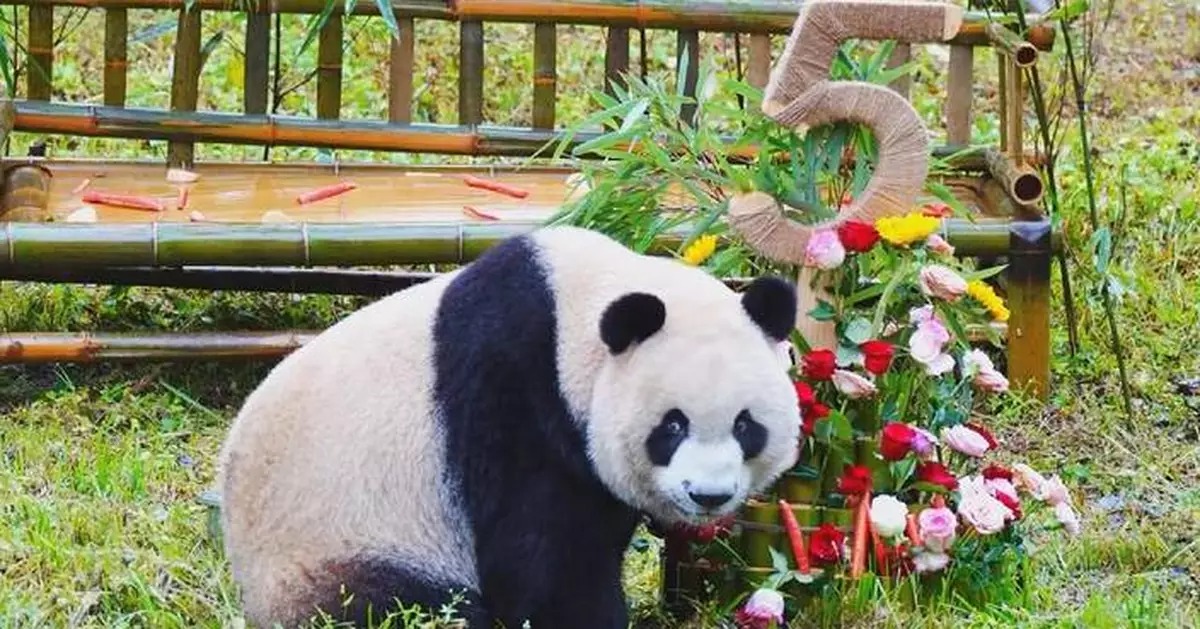 Tanti auguri Qin Hua!
