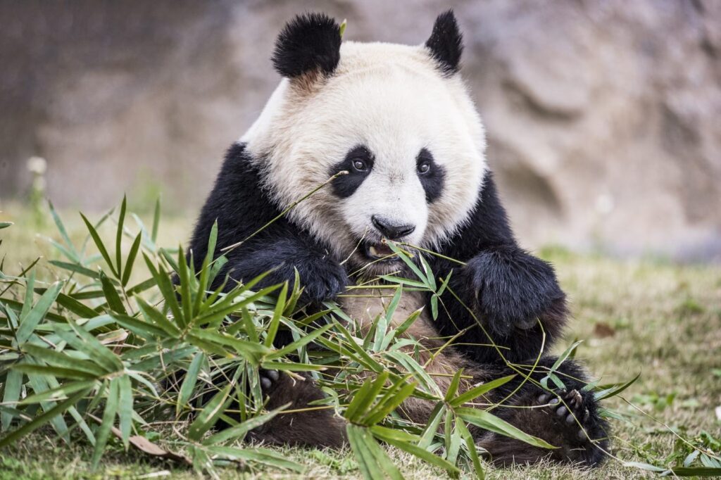 Cacca del panda gigante: aspetto, indiscrezioni e cosa racconta su dieta e digestione