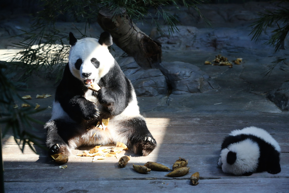 Cacca del panda gigante: aspetto, curiosità e cosa racconta su dieta e digestione